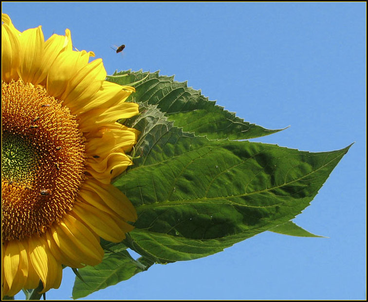 фото "Sunny day" метки: природа, цветы