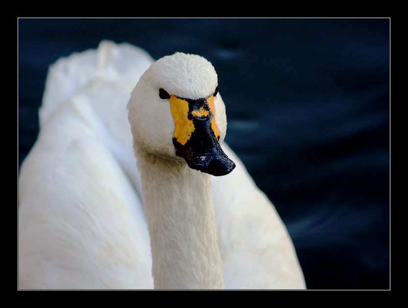 фото "***" метки: природа, дикие животные