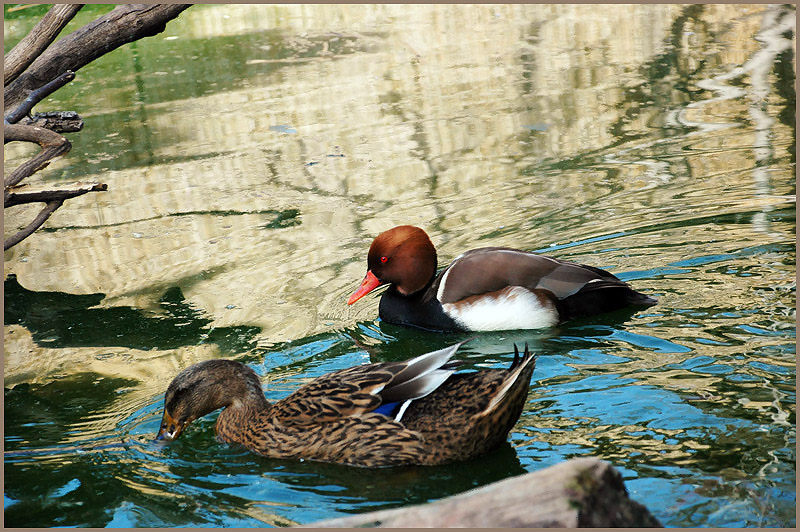 photo "Romantic breakfast" tags: nature, travel, wild animals