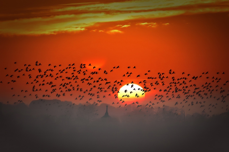 photo "Feast for crows" tags: landscape, sunset