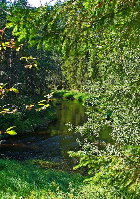 photo "***" tags: landscape, forest, water