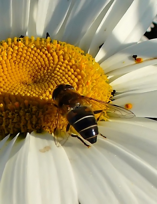 photo "***" tags: macro and close-up, 