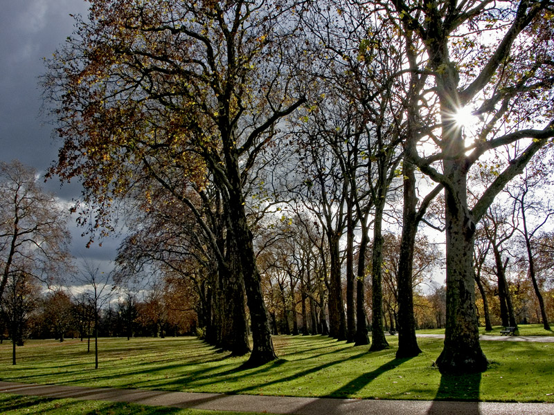 фото "Autumn Sunshine" метки: пейзаж, лес