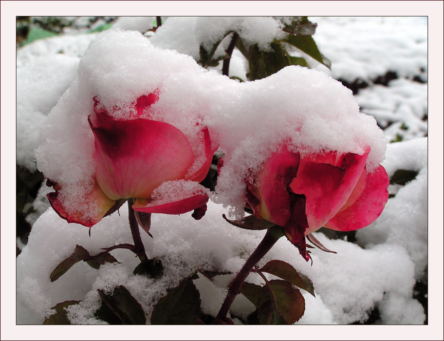 photo "***" tags: nature, flowers