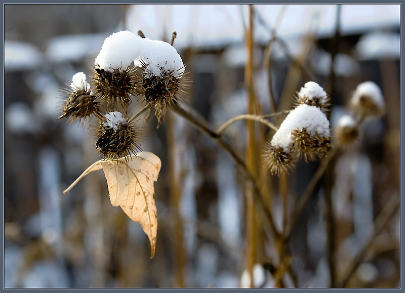 photo "Bur-predator :)" tags: landscape, nature, flowers, winter