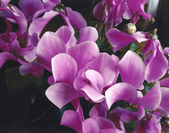 photo "" Cyclamen "" tags: nature, macro and close-up, 