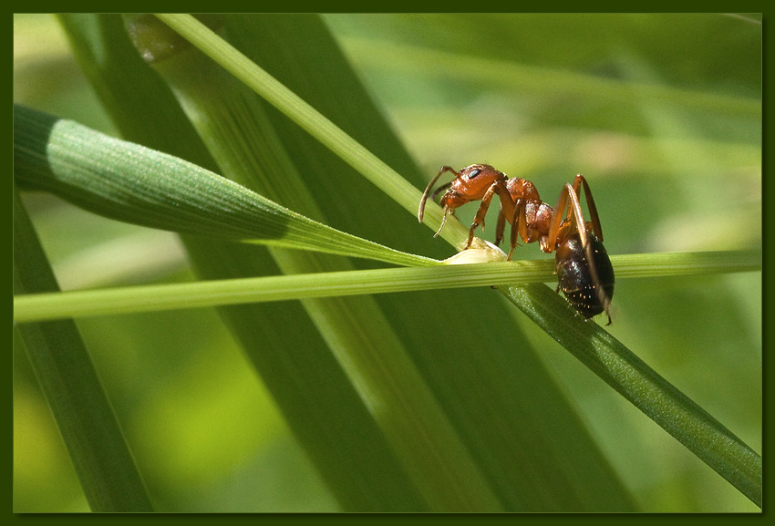 photo "Ant" tags: macro and close-up, nature, insect