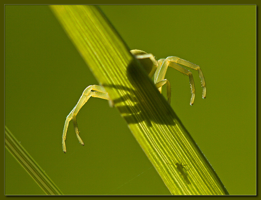 photo "Gotcha!" tags: macro and close-up, nature, insect