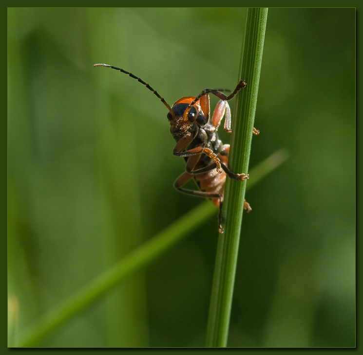 photo "Encounter" tags: macro and close-up, nature, insect