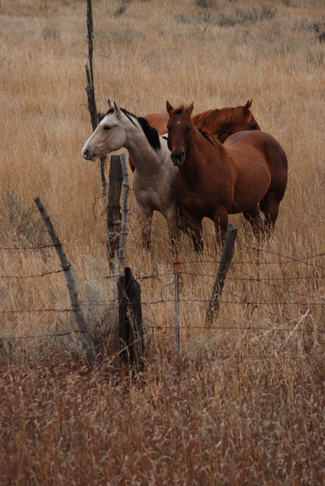 photo "Wishing They  Were Free" tags: nature, landscape, pets/farm animals