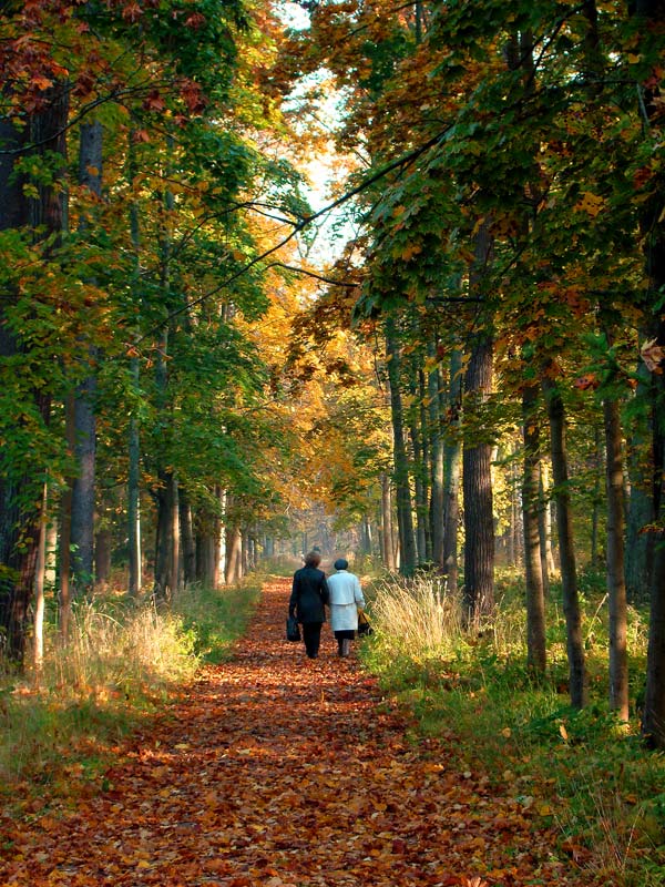 фото "Дорога в осень" метки: пейзаж, лес