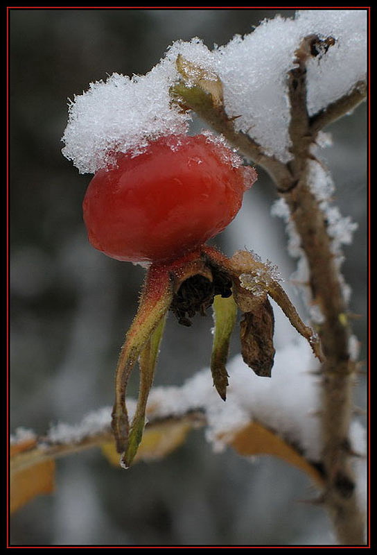 фото "Шиповник зимний" метки: природа, цветы