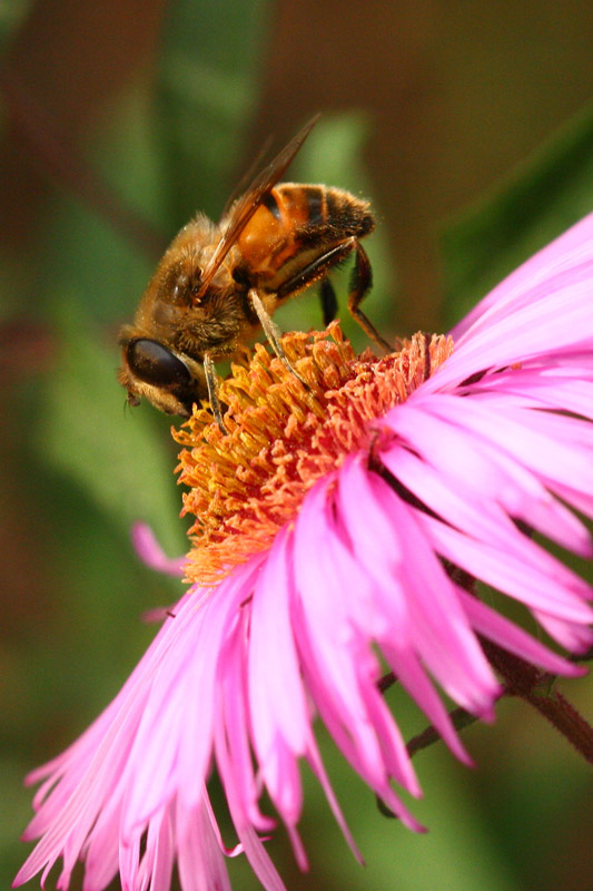 photo "***" tags: macro and close-up, nature, insect