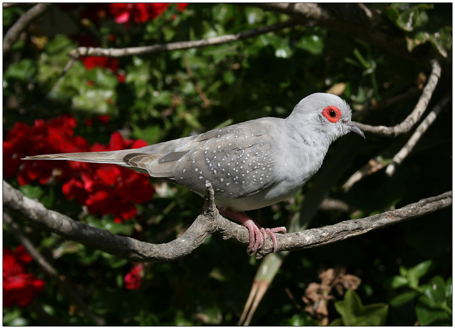 фото "Red Eye !" метки: природа, портрет, дикие животные