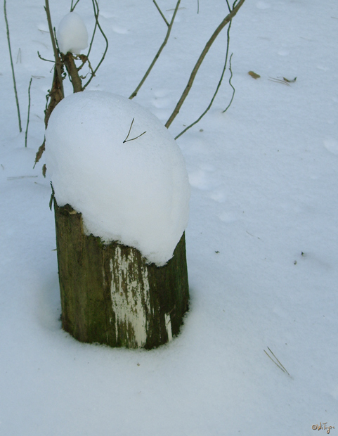 photo "Winter attire" tags: landscape, forest, winter