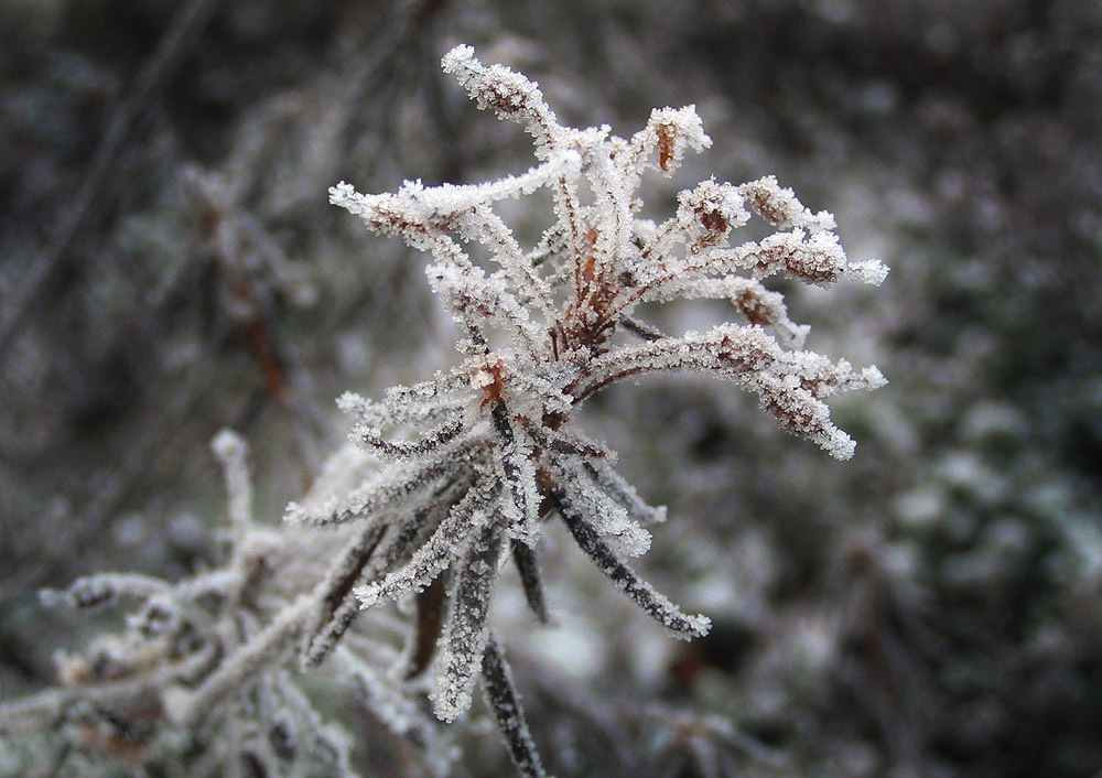 photo "Winter Flower 2" tags: nature, macro and close-up, flowers