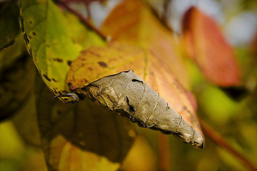 photo "By contrast" tags: landscape, fragment, autumn