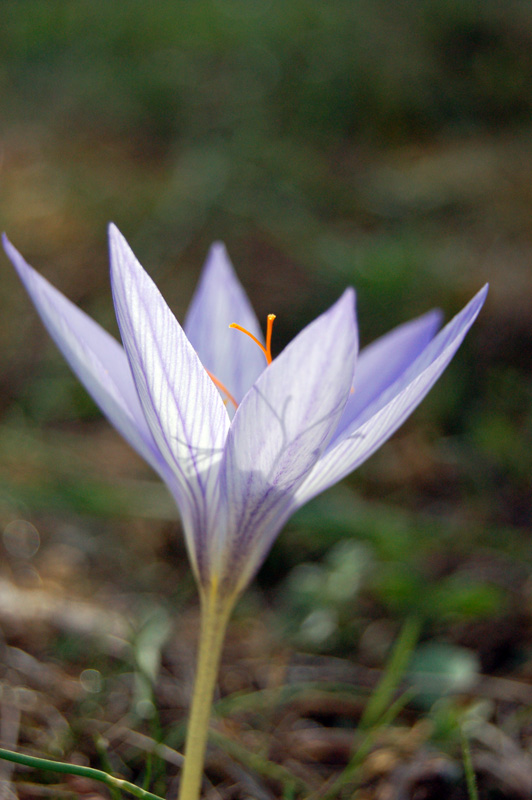 photo "***" tags: nature, flowers