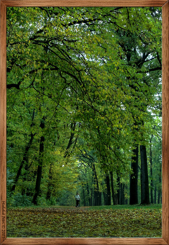 photo "***" tags: landscape, autumn, forest