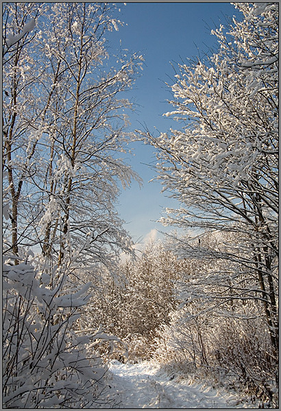 фото "***" метки: пейзаж, зима, лес