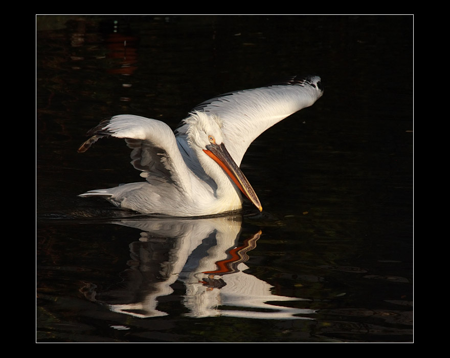 фото "***" метки: природа, дикие животные