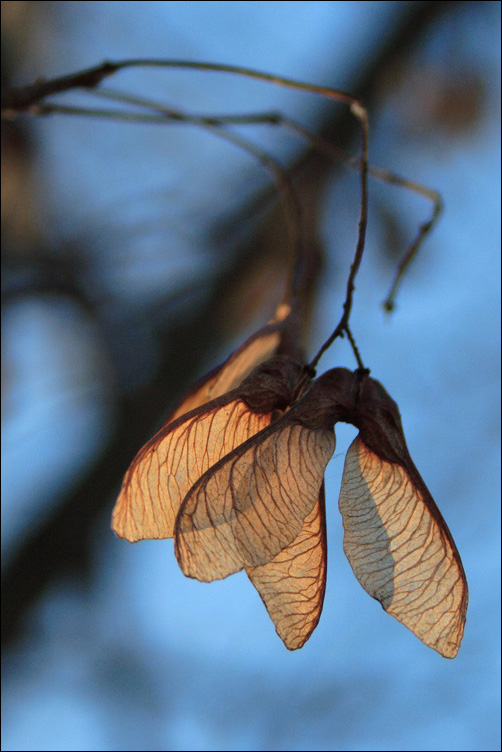 photo "Wings" tags: nature, flowers