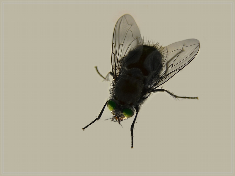 фото "Муха" метки: природа, макро и крупный план, насекомое