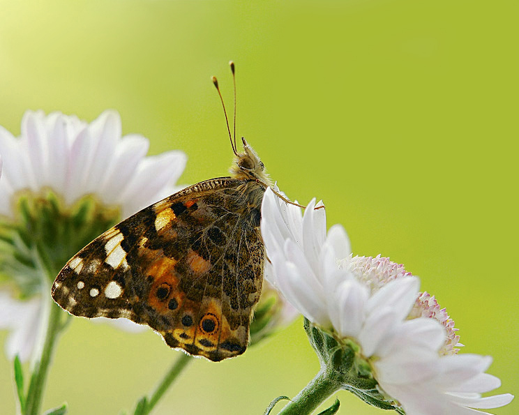 photo "***" tags: macro and close-up, 