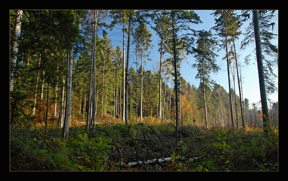 photo "The Forest" tags: panoramic, nature, flowers