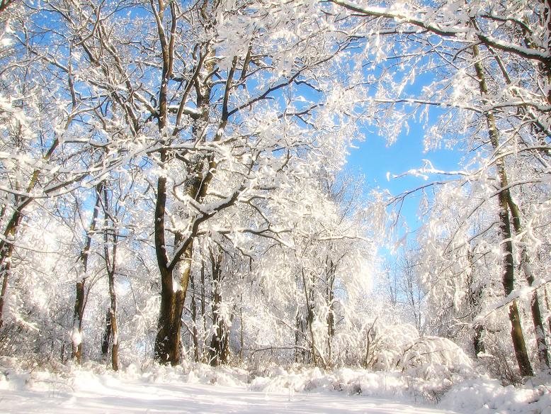 photo "***" tags: landscape, forest, winter