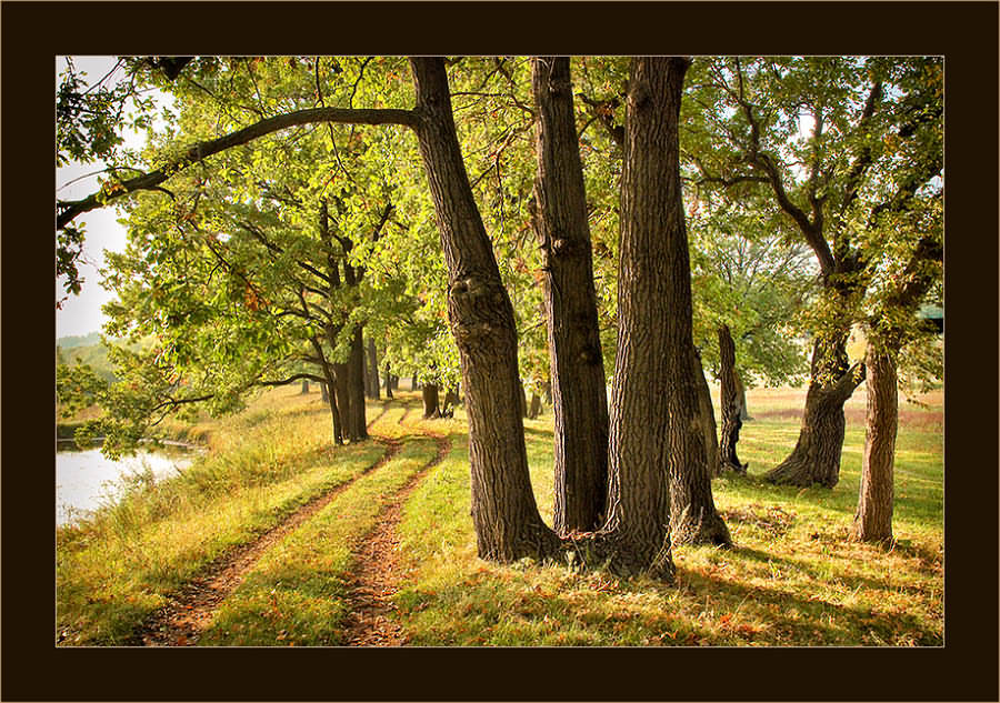 photo "Returning in September" tags: landscape, autumn, forest