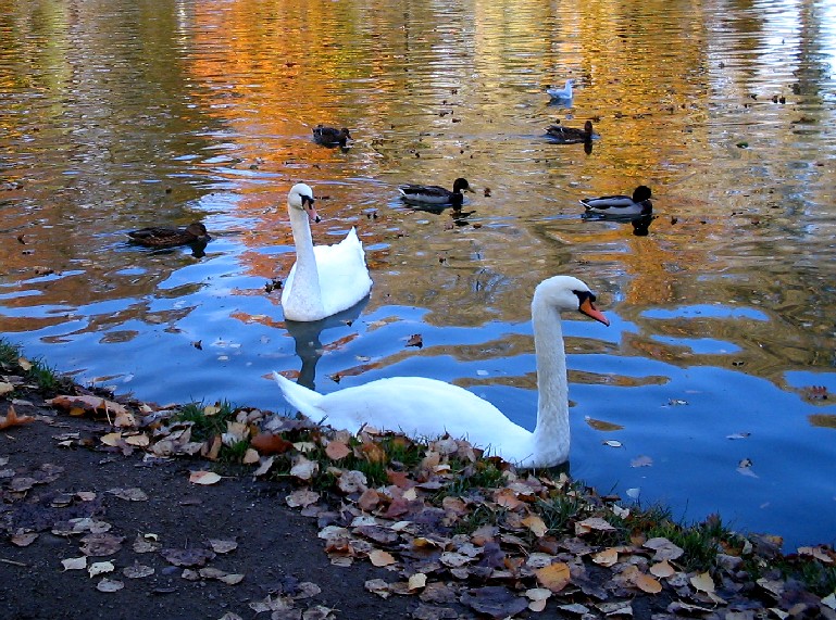 photo "Swimming in the Scintillation" tags: landscape, nature, water