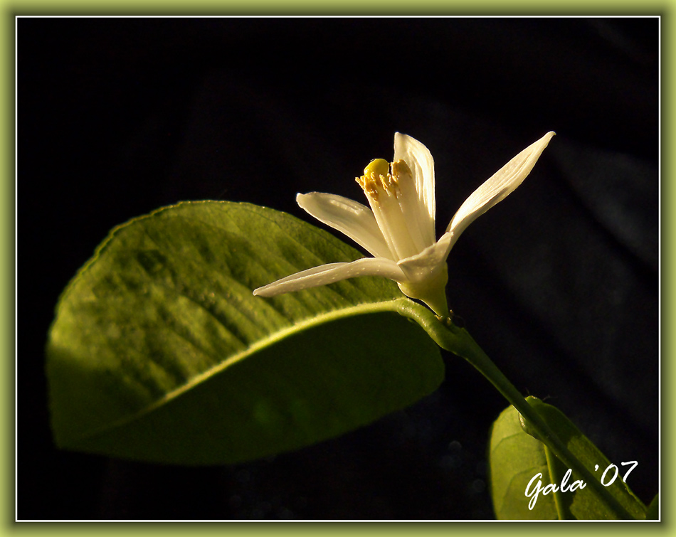 photo "Lonely flower" tags: macro and close-up, nature, flowers