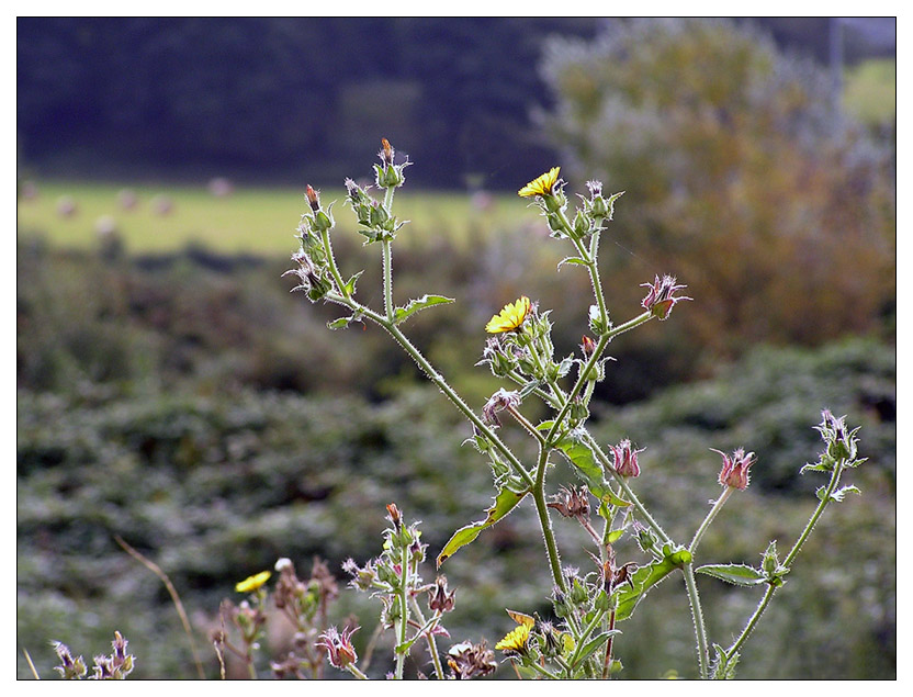 photo "Autumn impromptu." tags: landscape, nature, autumn, flowers