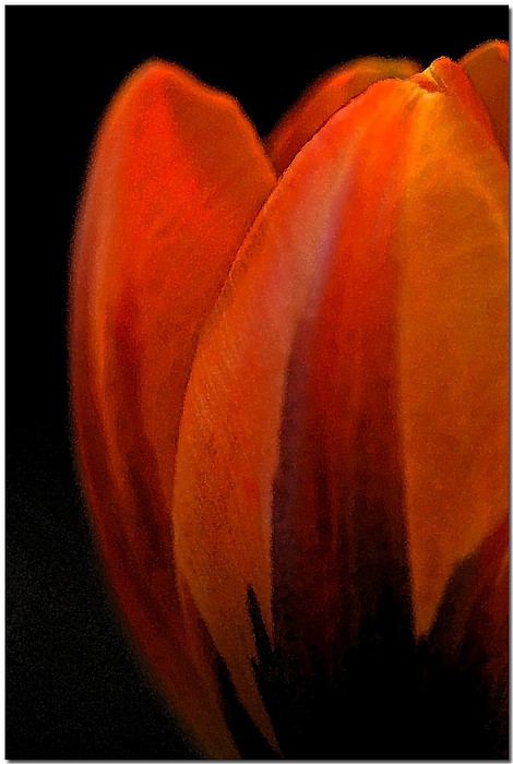 photo "Tulip Glow" tags: nature, macro and close-up, flowers