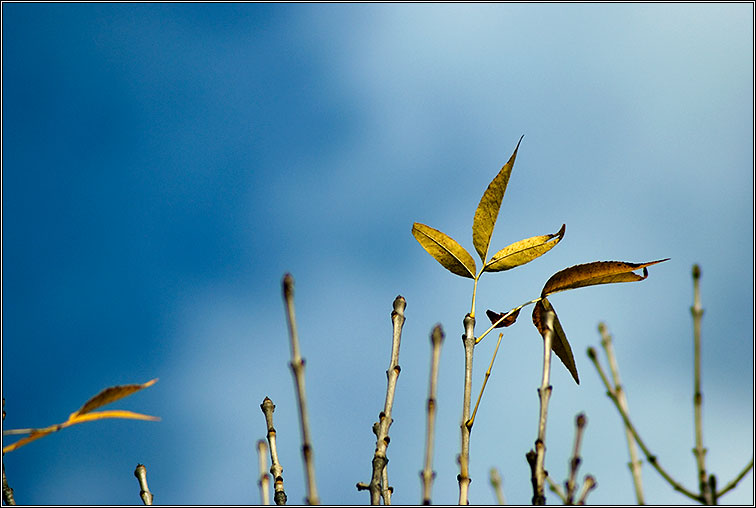 photo "Late in falling down" tags: landscape, nature, autumn