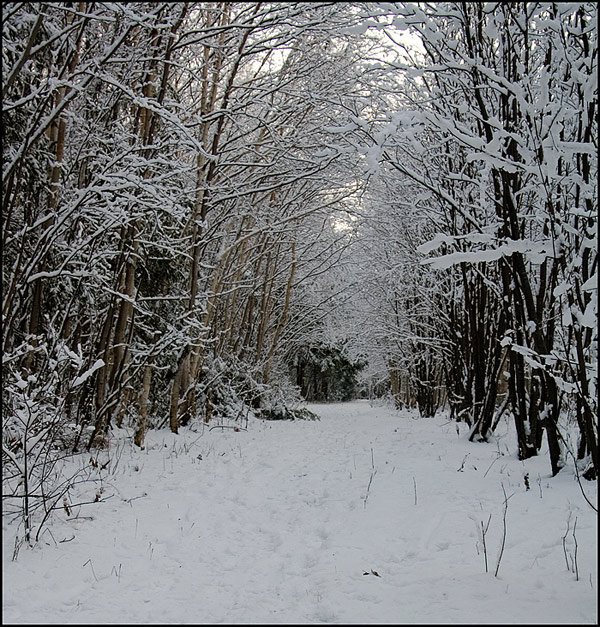 photo "***" tags: landscape, forest, winter