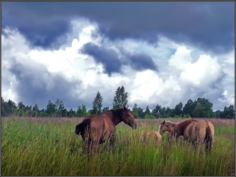 photo "Thunder is near" tags: landscape, summer