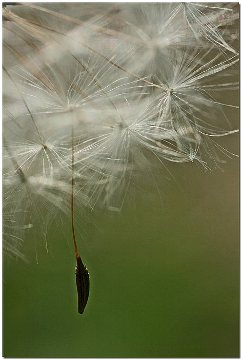 фото "Hanging By A Thread" метки: природа, макро и крупный план, цветы