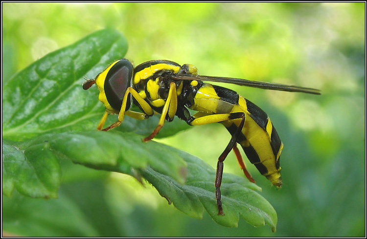 photo "***" tags: nature, macro and close-up, insect