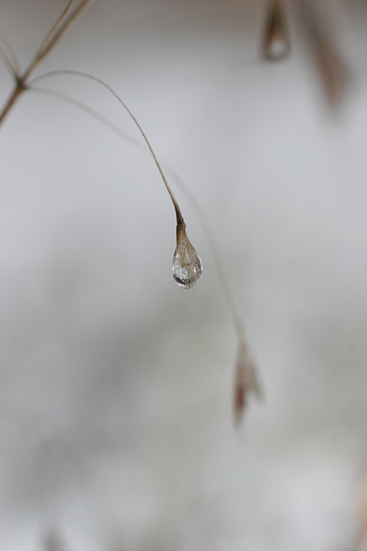 photo "Tears winter" tags: macro and close-up, genre, 