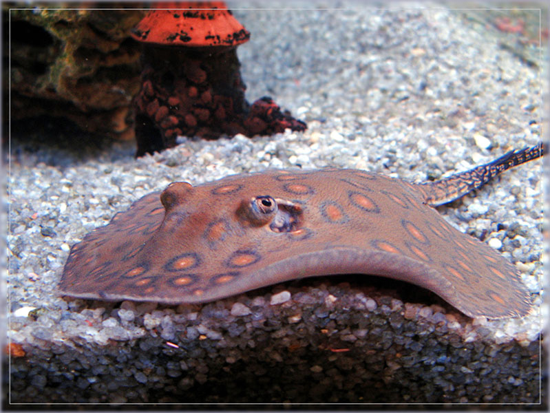 photo "Skate" tags: underwater, 