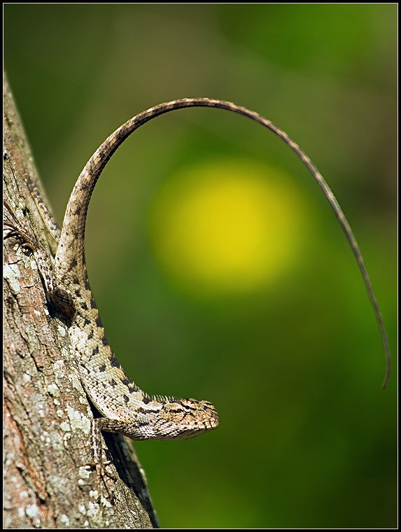 photo "***" tags: nature, wild animals