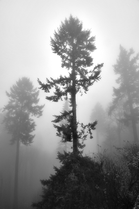 photo "Forest Chill" tags: landscape, forest