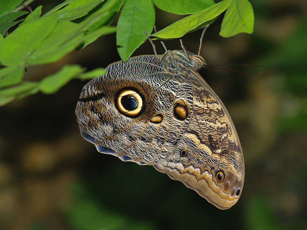 photo "The Eyes of Nature" tags: nature, insect