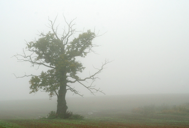 photo "... sunrise tree" tags: landscape, autumn