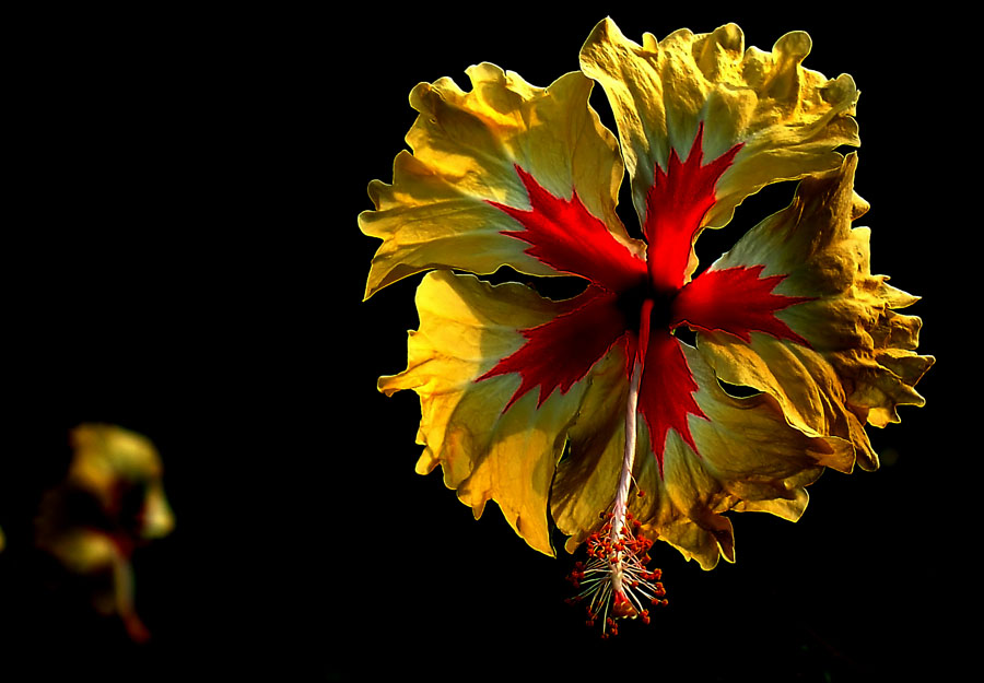 фото "01283b Hibiscus" метки: природа, абстракция, цветы