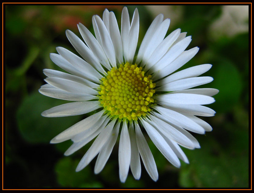 фото "Daisy" метки: природа, цветы