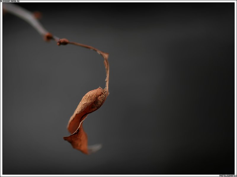 photo "Old leaf" tags: nature, flowers