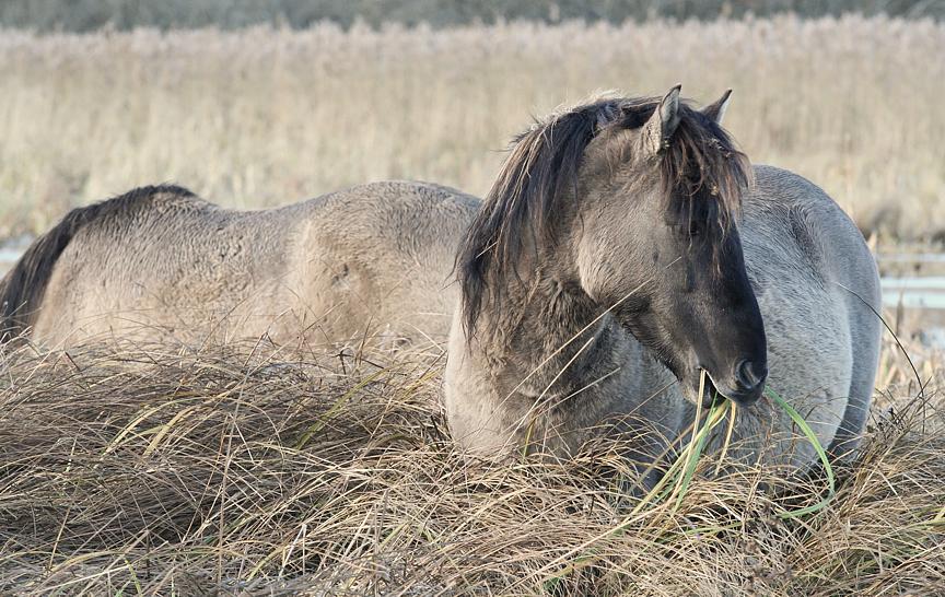 photo "***" tags: nature, wild animals